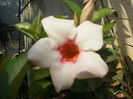 mandevilla