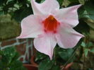 dipladenia(mandevilla,sundavilla)