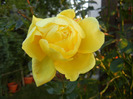 Rose Golden Showers (2011, Oct.29)