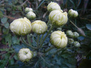 White Chrysanthemum (2011, Oct.28)