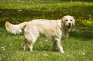 golden_retriever_004