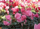 cyclamen_4299