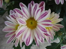 White & Yellow Chrysanth (2009, Sep.25)