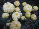White Chrysanthemum (2011, Nov.07)