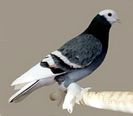 Saxon Field Pigeon