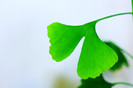 Ginkgo-biloba16