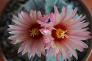 Astrophytum asterias