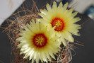 Astrophytum capricorne