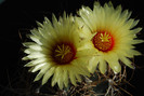 Astrophytum capricorne