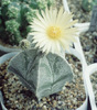 astrophytum miryostigma