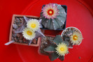 Astrophytum grup