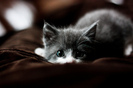 animal-cat-cute-kitten-palyful-Favim.com-218661_large