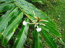 Alpinia arctiflora