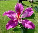 Bauhinia monandra