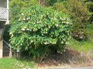 Brugmansia arborea