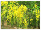 Cassia angustifolia