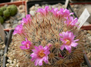 mammillaria_laui_ssp.subducta_1