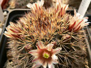 mammillaria_neoschwarzeana_fl