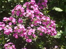 phlox