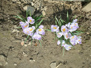 006 CROCUS VERNUS