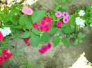 DSC00108 PHLOX DRUMMONDII