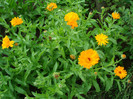 DSC01170 CALENDULA OFFICINALIS