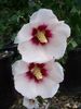 hibiscus helena
