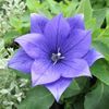 platycodon astra double blue