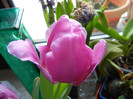 Tulipa Baby Blue (2012, February 22)