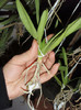 vanda radacina 9mar2012