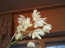 dendrobium