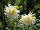 dalie cactus alba