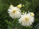 dalie cactus alba