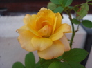 Yellow Miniature Rose (2009, Aug.28)