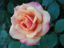Orange Miniature Rose (2011, Jun.01)