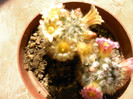 Mammilaria