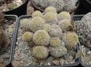 Mamiillaria giselae