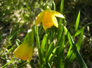 Narcissus Tete-a-Tete (2012, March 28)