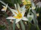 Tulipa Turkestanica (2012, March 30)