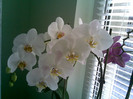 orhidee cu care imi face in ciuda