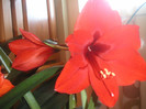 amarilis 2012 049