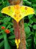 Argema_mittrei_Madagascan_Moon_Moth