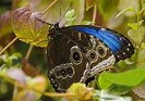 Blue-Morpho-Butterfly