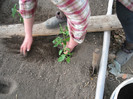 Plantat rosi metoda Maslov,30.03.2012