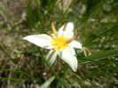 Tulipa Turkestanica (2012, April 04)