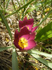 Tulipa Persian Pearl (2012, April 04)