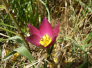 Tulipa Persian Pearl (2012, April 04)