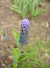 Muscari latifolium (2012, April 06)