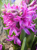 Hyacinth Amethyst (2012, April 08)