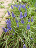 Muscari armeniacum (2012, April 09)